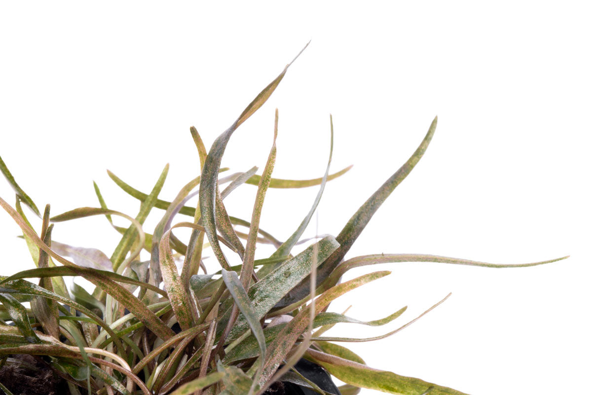 Cryptocoryne Ferruginea Sekadauensis Live Aquarium Plant - Easy Care Aquatic Plant for Fish Tanks, Aquascaping & Low-Tech Aquariums