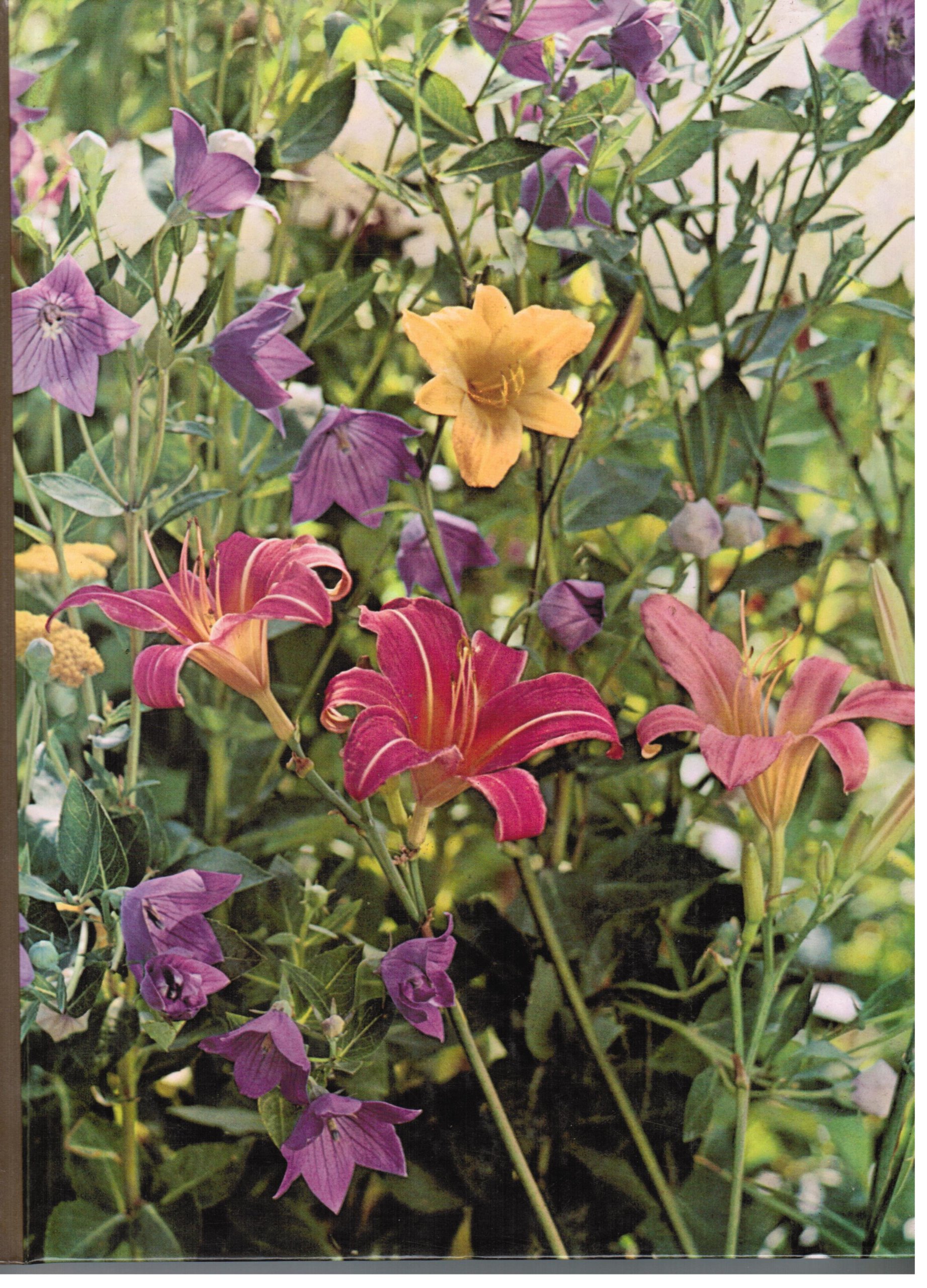 Perennials Gardening Encyclopedia - Time-Life Guide to Perennial Plants & Flowers for Home Garden Landscaping | Perfect for Gardeners, Landscapers & Plant Enthusiasts