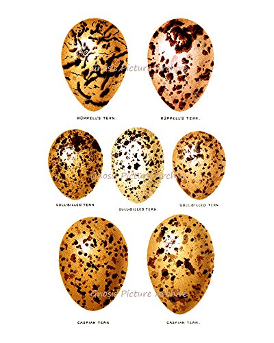 Easter Decorations - Set of 6 Bird Eggs Wall Art Prints, Unframed Home Decor for Easter, Spring & Nursery Room - Perfect for Living Room, Bedroom, Kitchen & Holiday Party Decorations