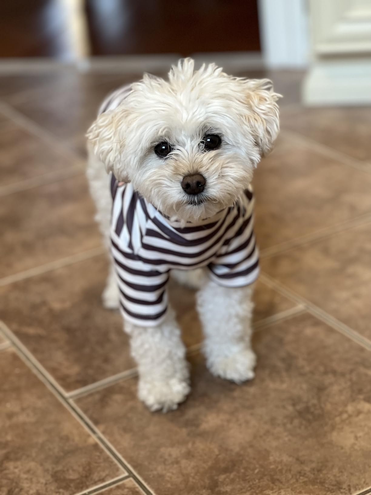 Cute Striped Turtleneck Dog Sweater - Soft Stretchy Puppy Pullover with Embroidery for Small Medium Large Dogs & Cats (Black Striped, Small) - Perfect for Winter Walks & Photo Shoots