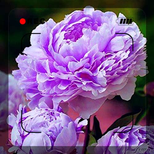 Perennial Peony Bulbs for Planting - 2 Pack, Imported Flower Plants for Pots & Gardens, Easy to Grow & Maintain - Perfect for Home Decor, Landscaping & Gifting