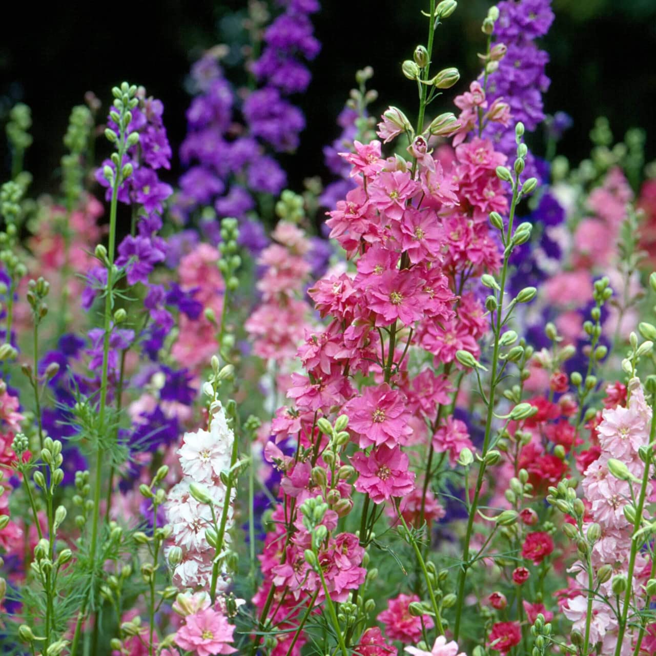 Todd's Seeds - Larkspur Giant Imperial Mix Flower Seeds (2g Packet) - White, Purple & Pink Blooms for Gardens, Bouquets & Landscaping