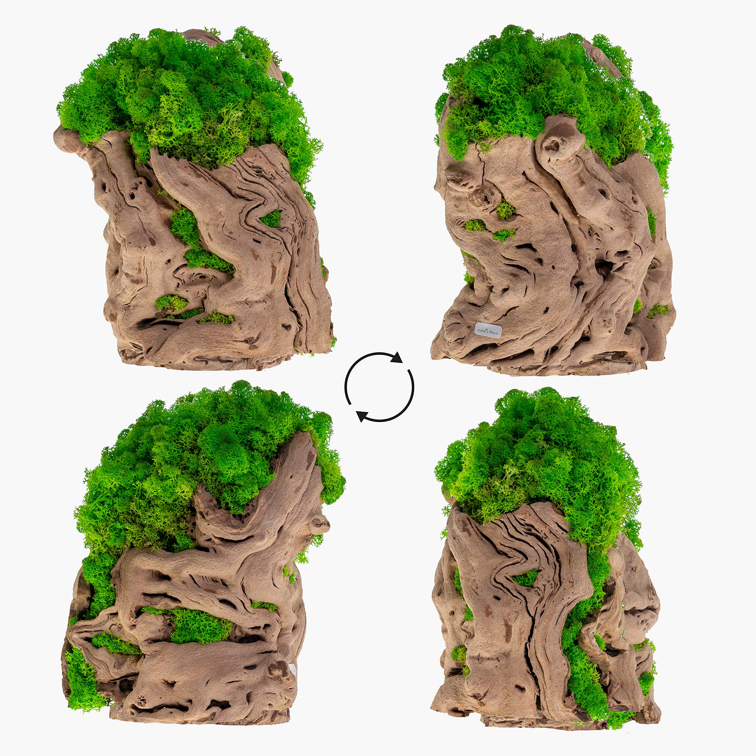 Preserved Moss Tree Art - Realistic Indoor Plants No Watering Needed, Non-Toxic Home & Office Décor - Perfect for Zen Spaces, Tabletops, and Modern Interior Design