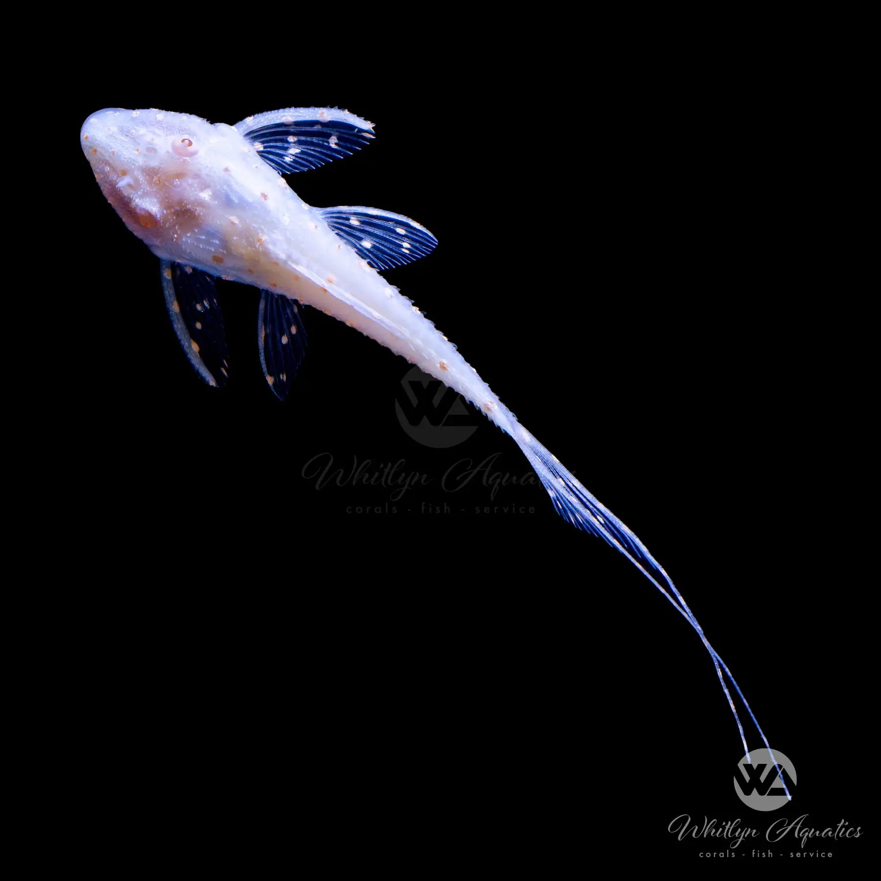 Albino L155 Polkadot Lyretail Pleco (Acanthicus Adonis) - Rare Freshwater Aquarium Fish for Tropical Tanks, Perfect for Planted Aquascapes and Community Tanks