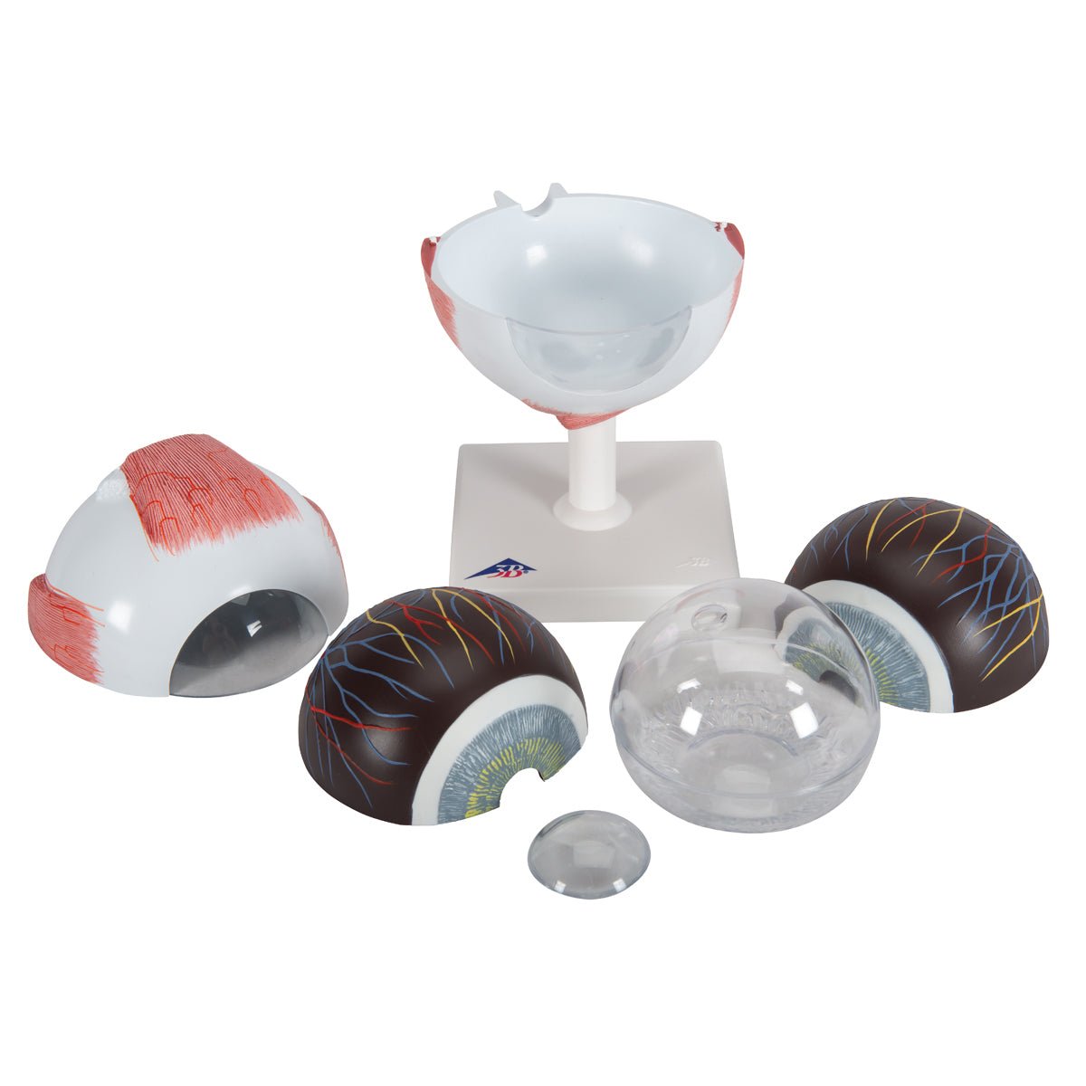 5X Enlarged Human Eye Model - 6-Part Anatomical Eye Structure for Medical Students & Science Education | Perfect for Classroom, Lab & Study