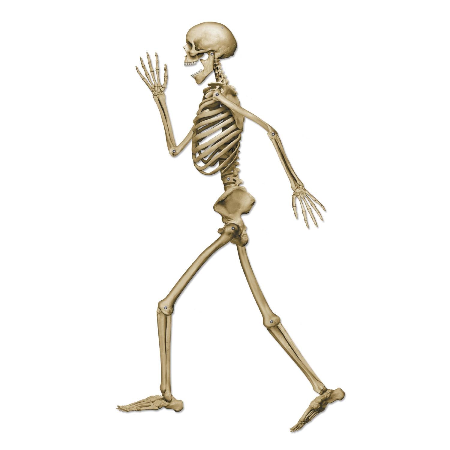 12 Pack Beistle Halloween Profile Pete Jointed Skeleton Decorations - Spooky Party Props for Halloween Decor, Haunted House, and Themed Events