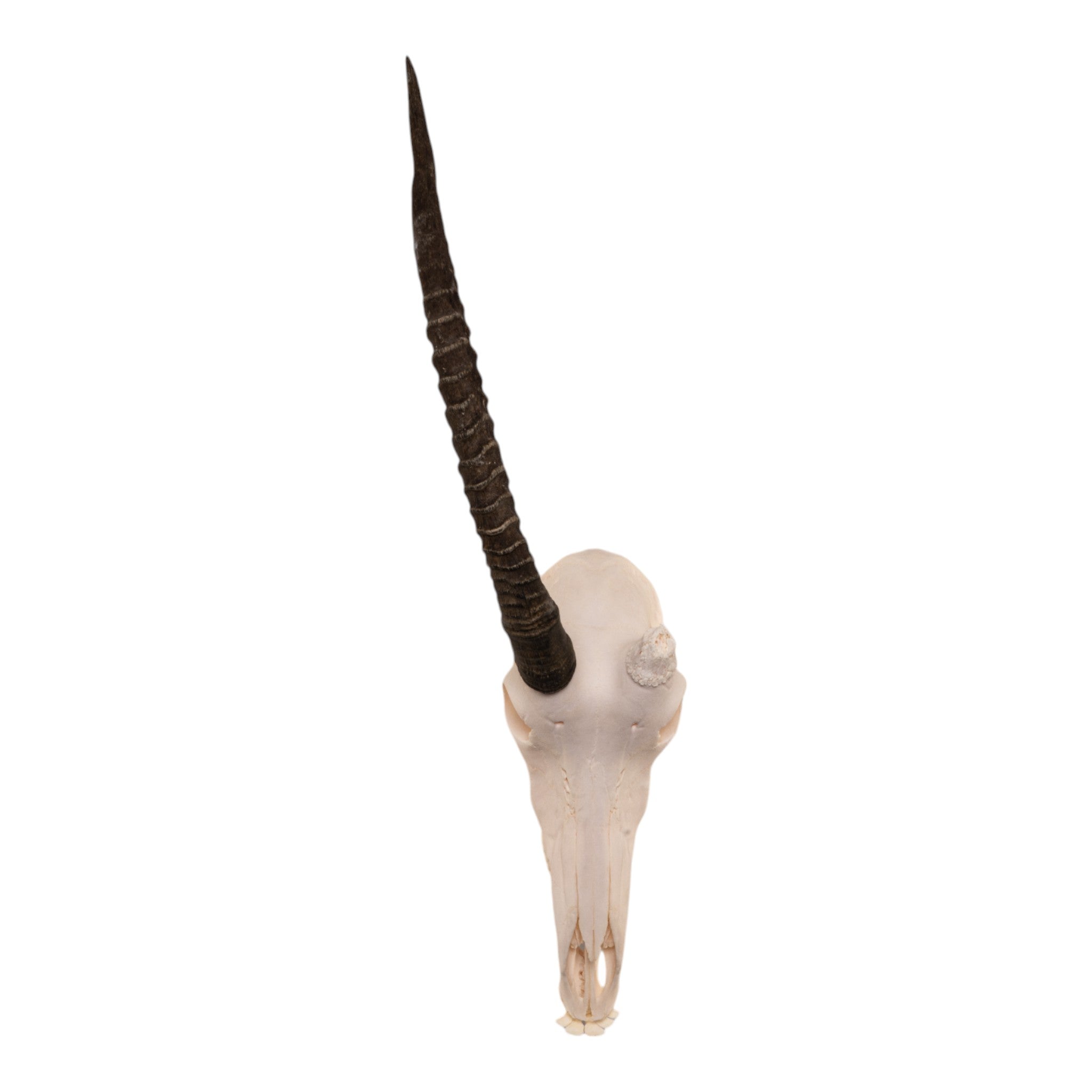 Real Sable Antelope Skull - Genuine Taxidermy Specimen for Home Decor, Hunting Lodge, and Gothic Interior Design