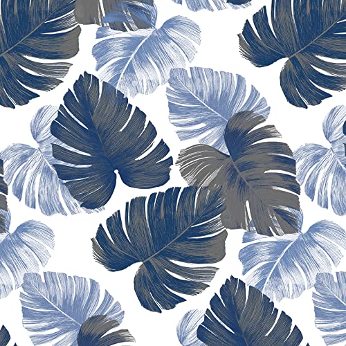Monstera Blue