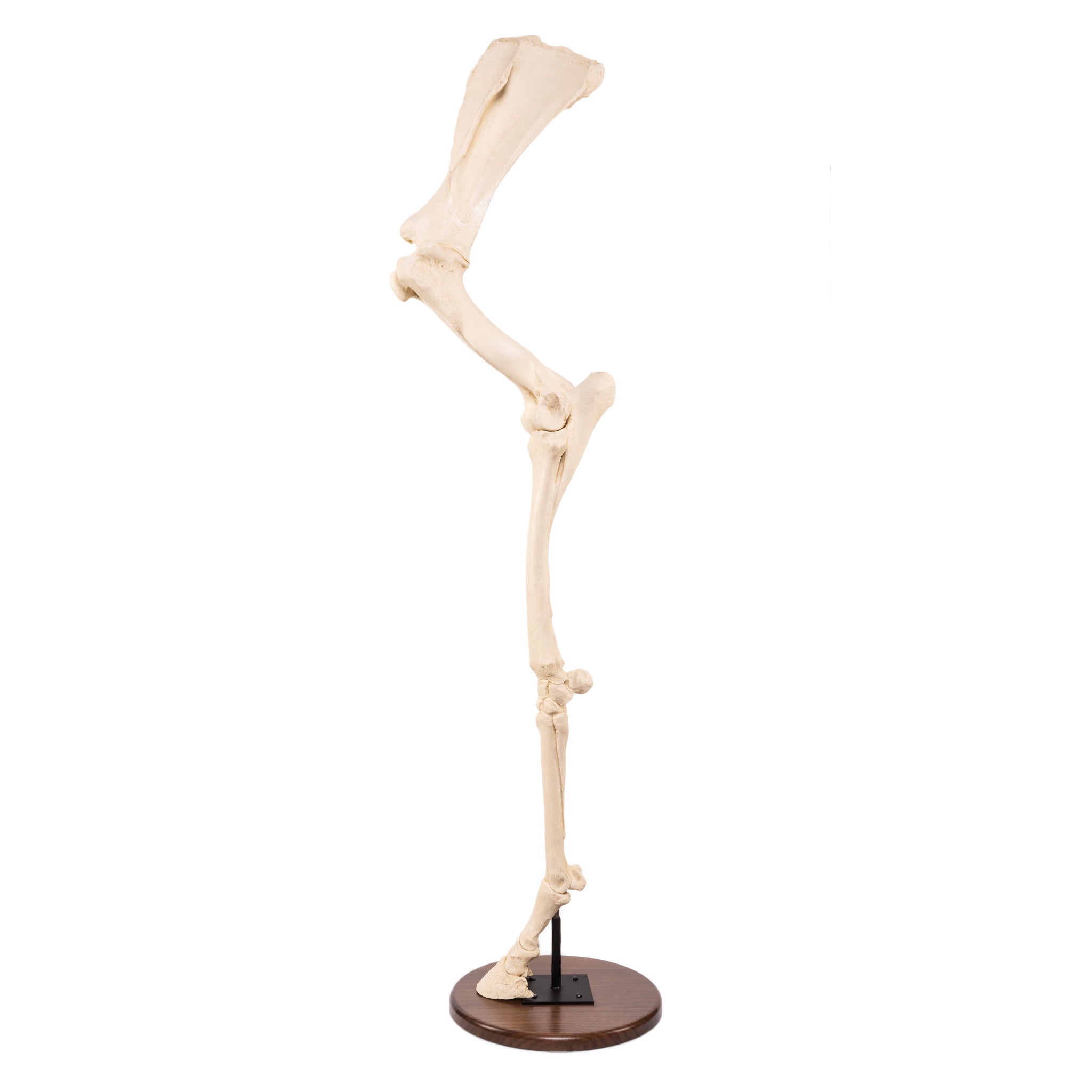 Authentic Replica Horse Forelimb - Anatomically Accurate Model for Veterinary Students, Equine Enthusiasts & Educational Displays - Perfect for Veterinary Training, Anatomy Studies & Horse Farm Decor