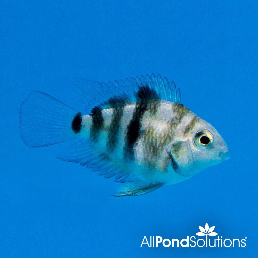 Parrot Cichlid Tiger Dwarf Fish - Amatitlania Nigrofasciata Sp. - Perfect for Freshwater Aquariums & Tropical Fish Tanks
