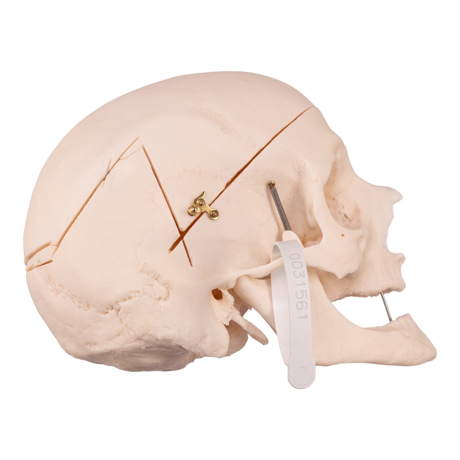 Premium Disarticulated Human Skeleton Model - Anatomically Accurate for Medical Education & Research - Perfect for Classroom, Lab, and Medical Training