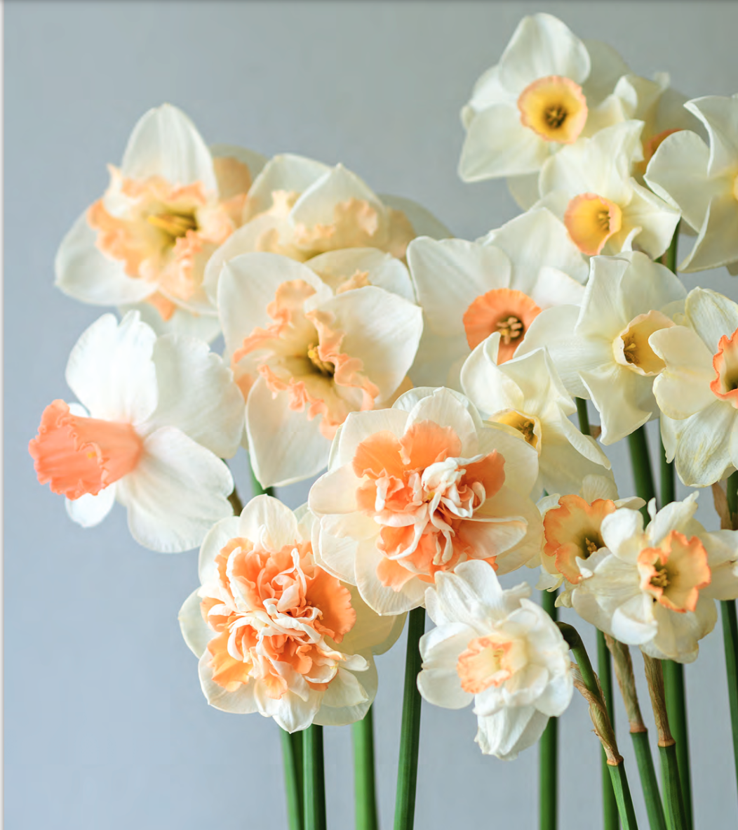 Daffodils Book - Classic Poetry Collection by William Wordsworth - Perfect for Literature Lovers & Gift Giving