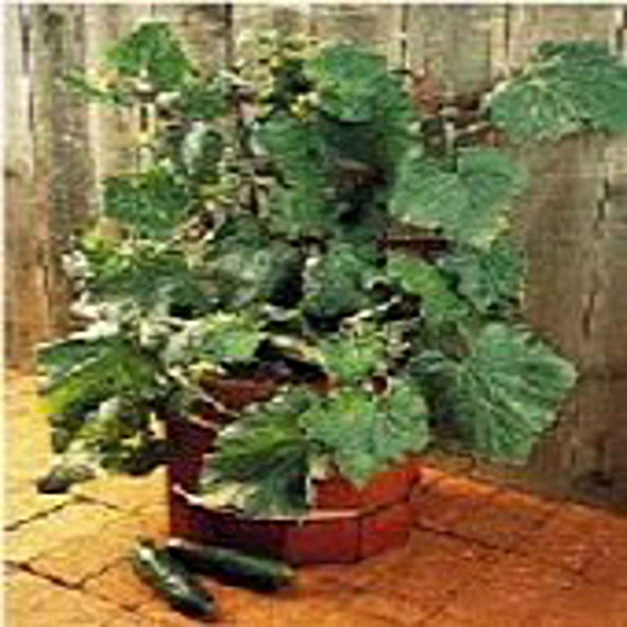 Organic Salad Bush Cucumber Seeds - Non-GMO Heirloom Variety (25+ Seeds) for Home Vegetable & Herb Gardens | Perfect for Salads, Pickling & Fresh Snacking