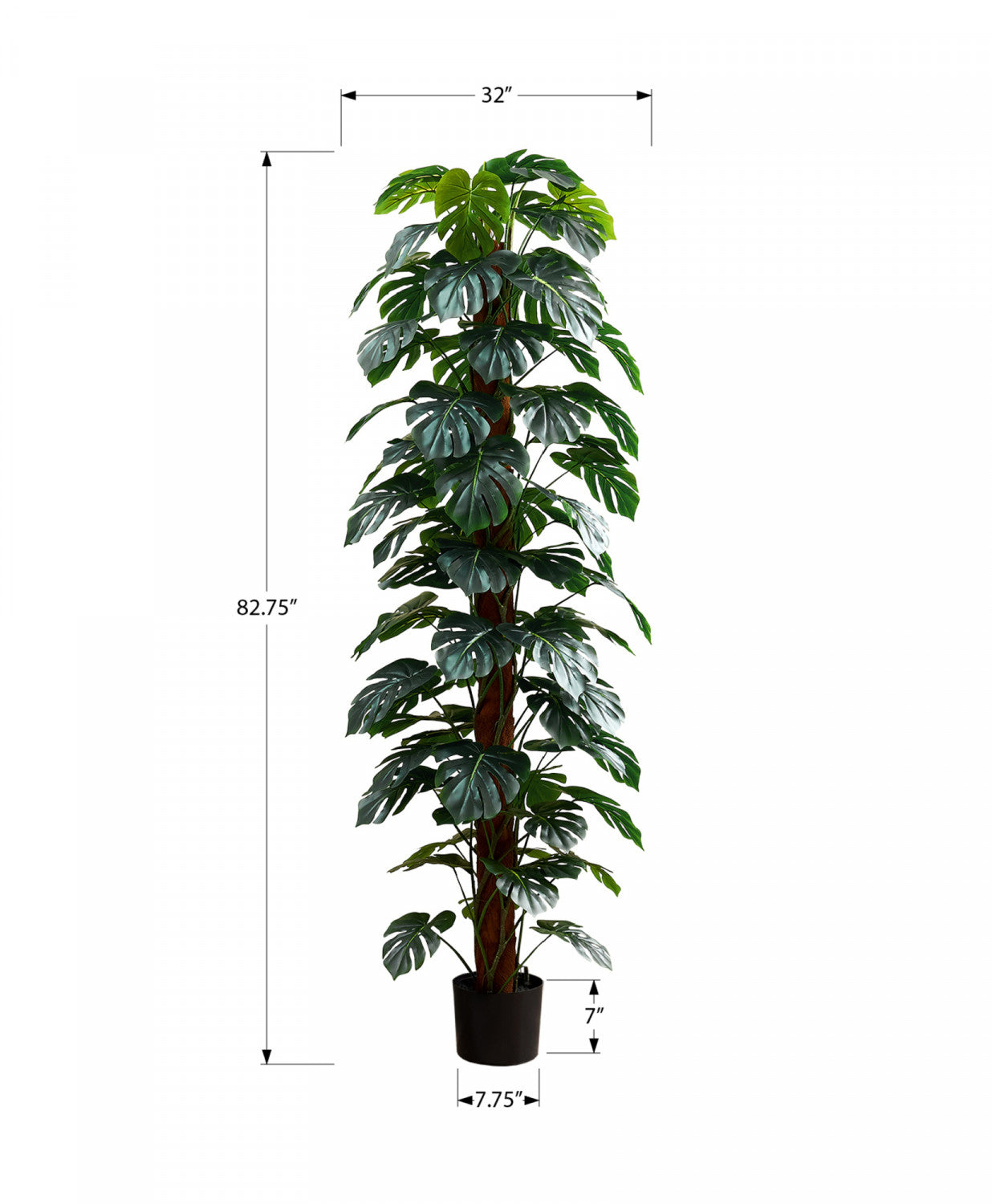 83 Monstera Deliciosa Swiss Cheese Plant with 8-Inch Black Nursery Pot - Indoor Tropical Houseplant for Home, Office Decor and Gift Giving