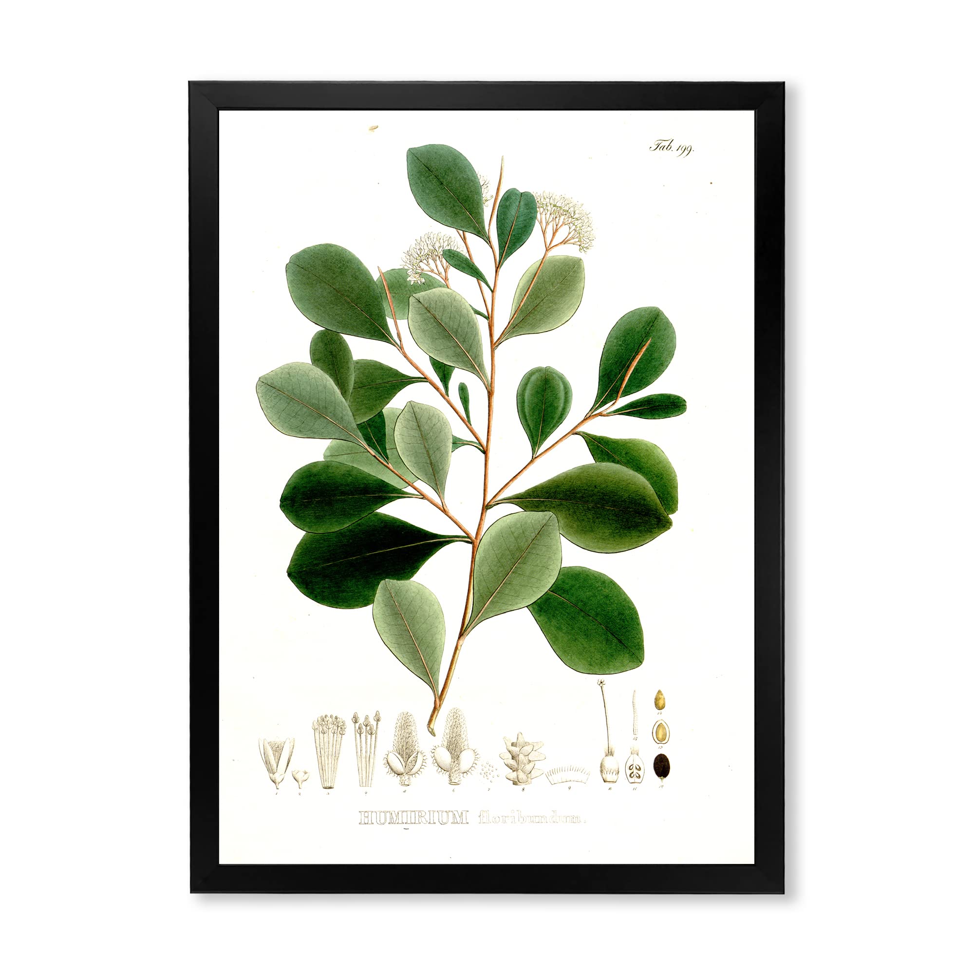 Vintage Botanical Prints - Traditional Framed Wall Art Decor for Living Room, Bedroom & Office - Nature Inspired Home Decor