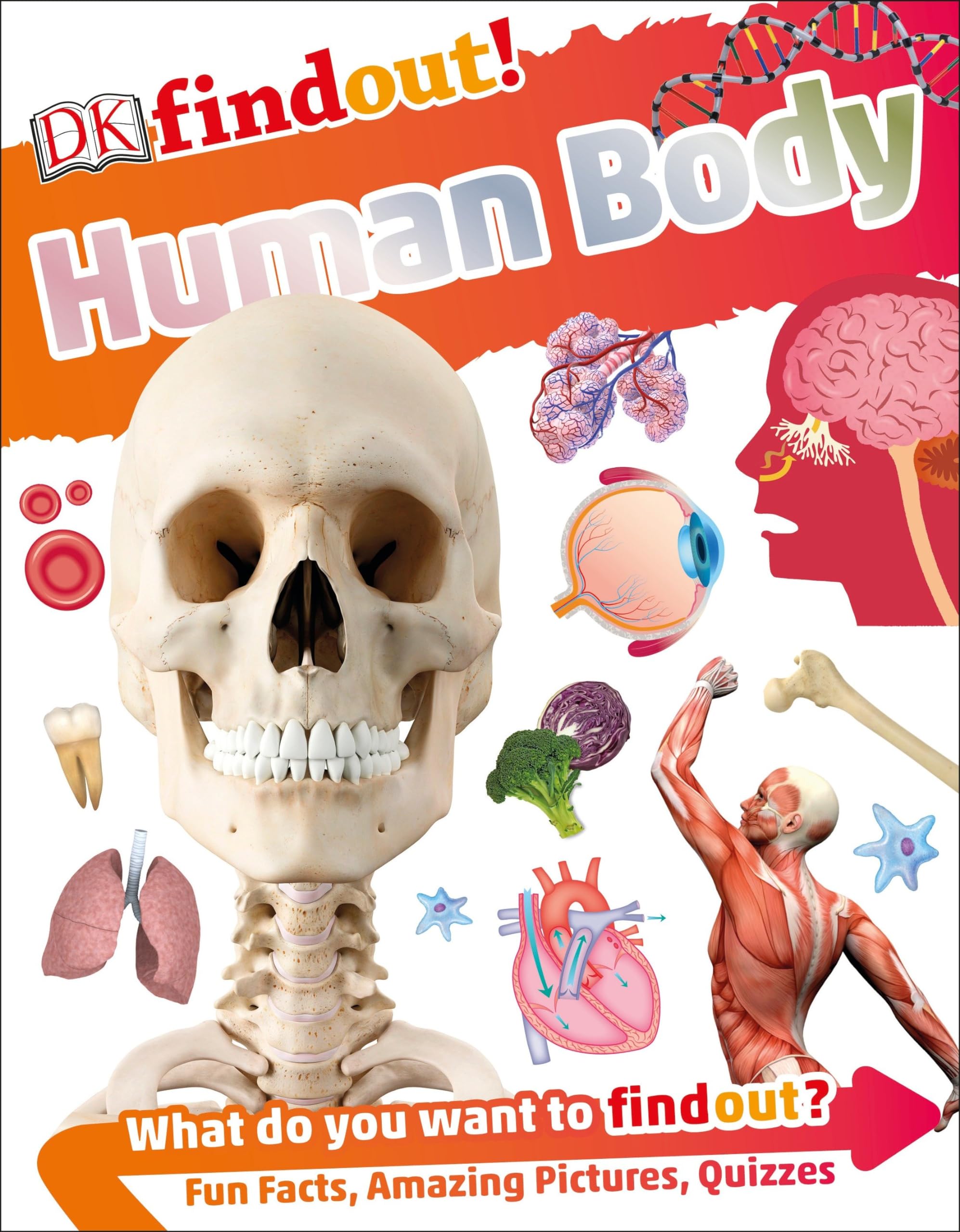 DKfindout! Human Body - Fun & Educational Science Book for Kids | Learn Anatomy & Biology | Perfect for Homeschooling & Classroom Learning