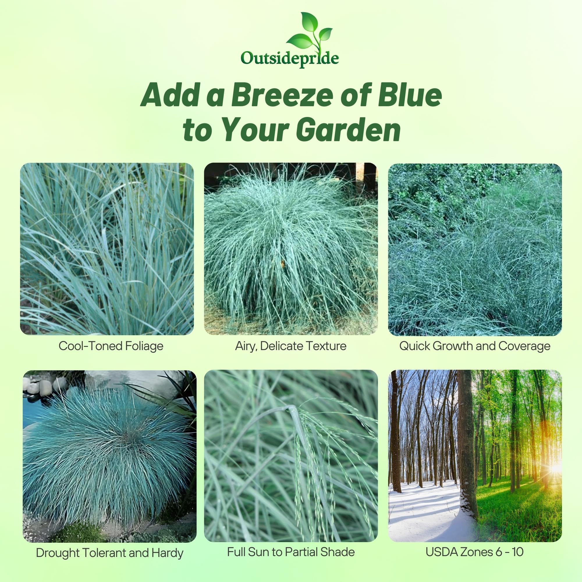 Outsidepride 1000 Seeds - Eragrostis Elliotii Blue Love Grass (Perennial Ornamental Grass) for Landscaping, Garden Borders & Drought-Tolerant Yards | Easy to Grow Flower Seeds for Home Gardeners