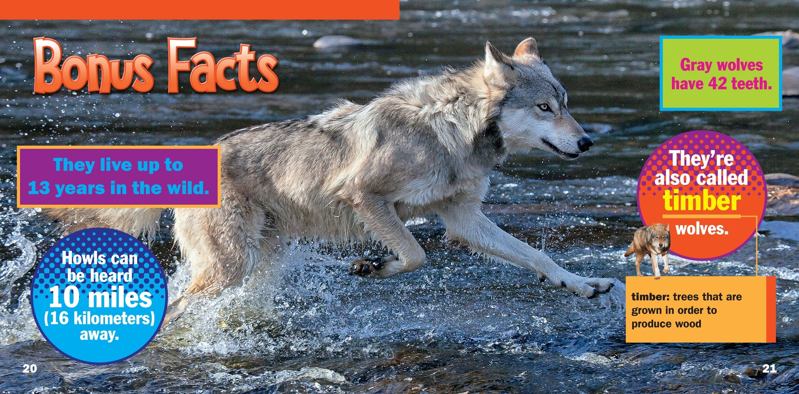Gray Wolves Book - 9781623104511 | Wildlife Education, Nature Study & Animal Facts for Kids & Adults | Perfect for Homeschooling & Classroom Learning