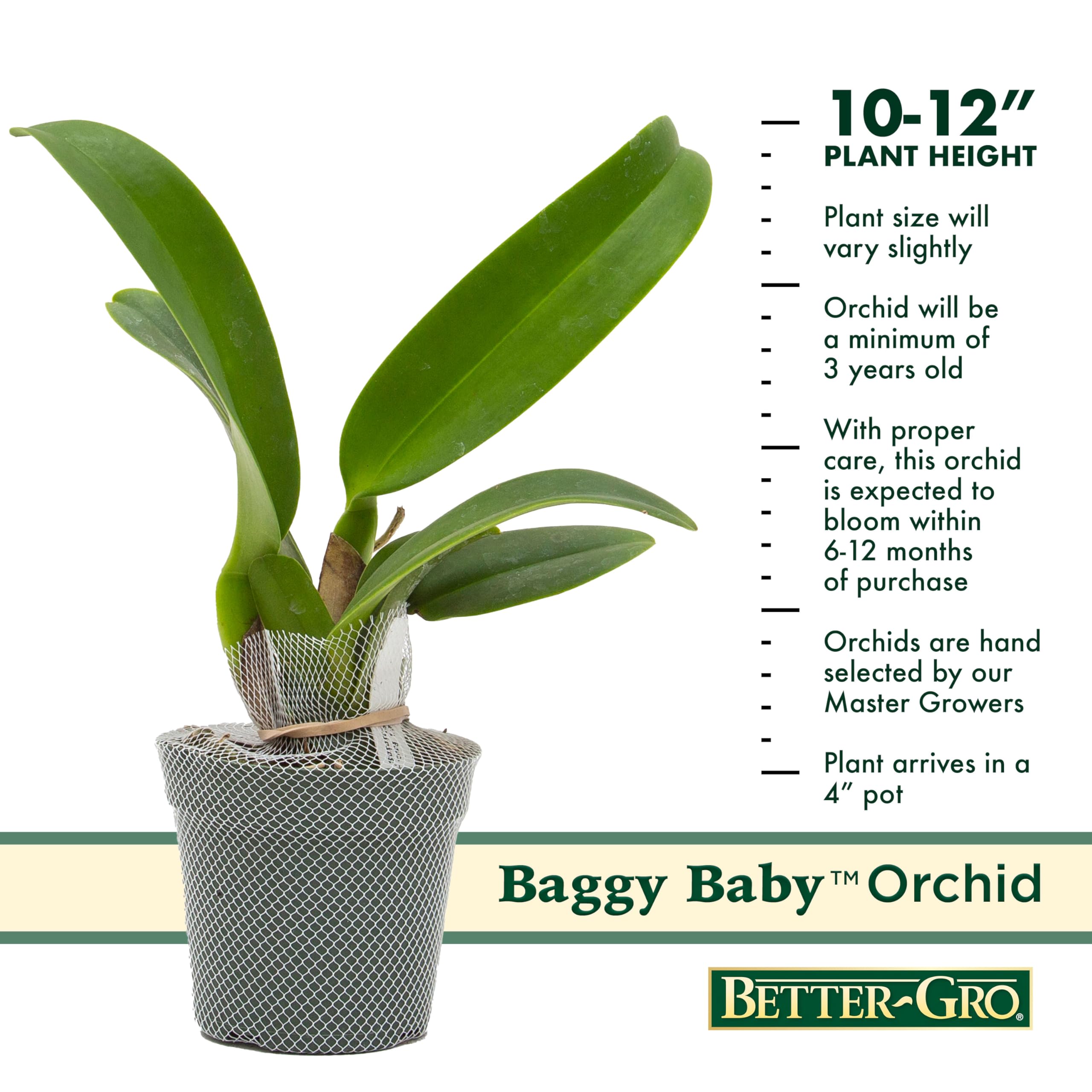 Better-Gro Cattleya Hybrid Orchid 4