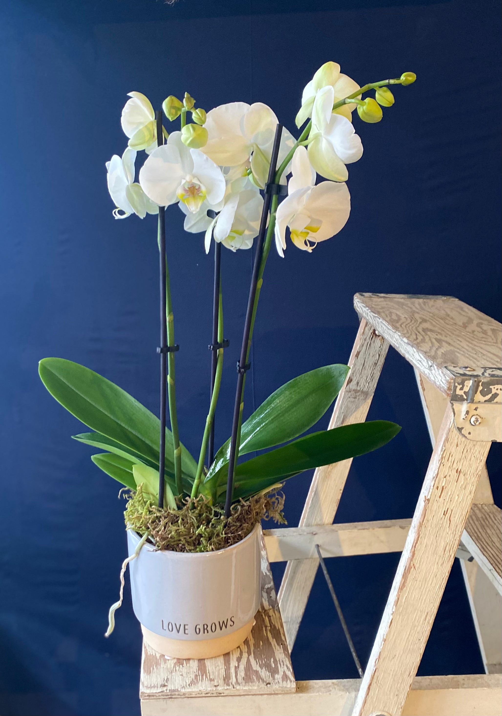 White Orchid in Love Grow Pot - Elegant Indoor Flowering Plant for Home Decor, Office & Gift Giving