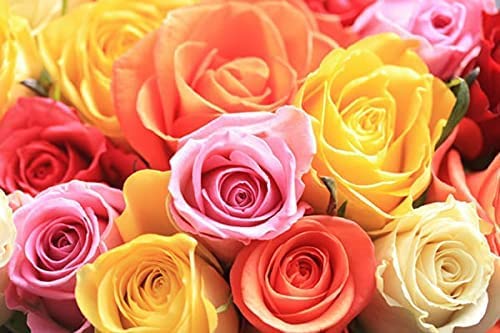 Premium 100 Assorted Long Stem Roses (50cm/20in) - Fresh Wedding Flowers for Birthdays, Anniversaries, Mother's Day - Wholesale Bulk Flowers with Overnight Delivery - Perfect for Centerpieces, Bridal Bouquets, and Romantic Gifts