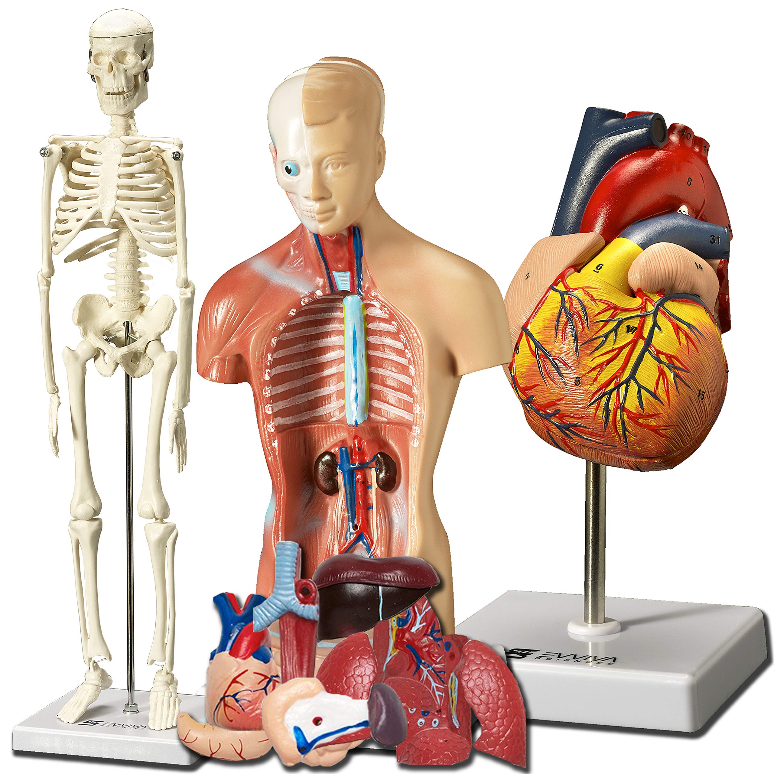 Evviva Sciences 3D Human Heart, Torso & Skeleton Anatomy Models - Complete Physiology Study Kit with Anatomical Guide Booklet | Perfect for Medical Students, Nursing Education & Science Classroom Demonstrations
