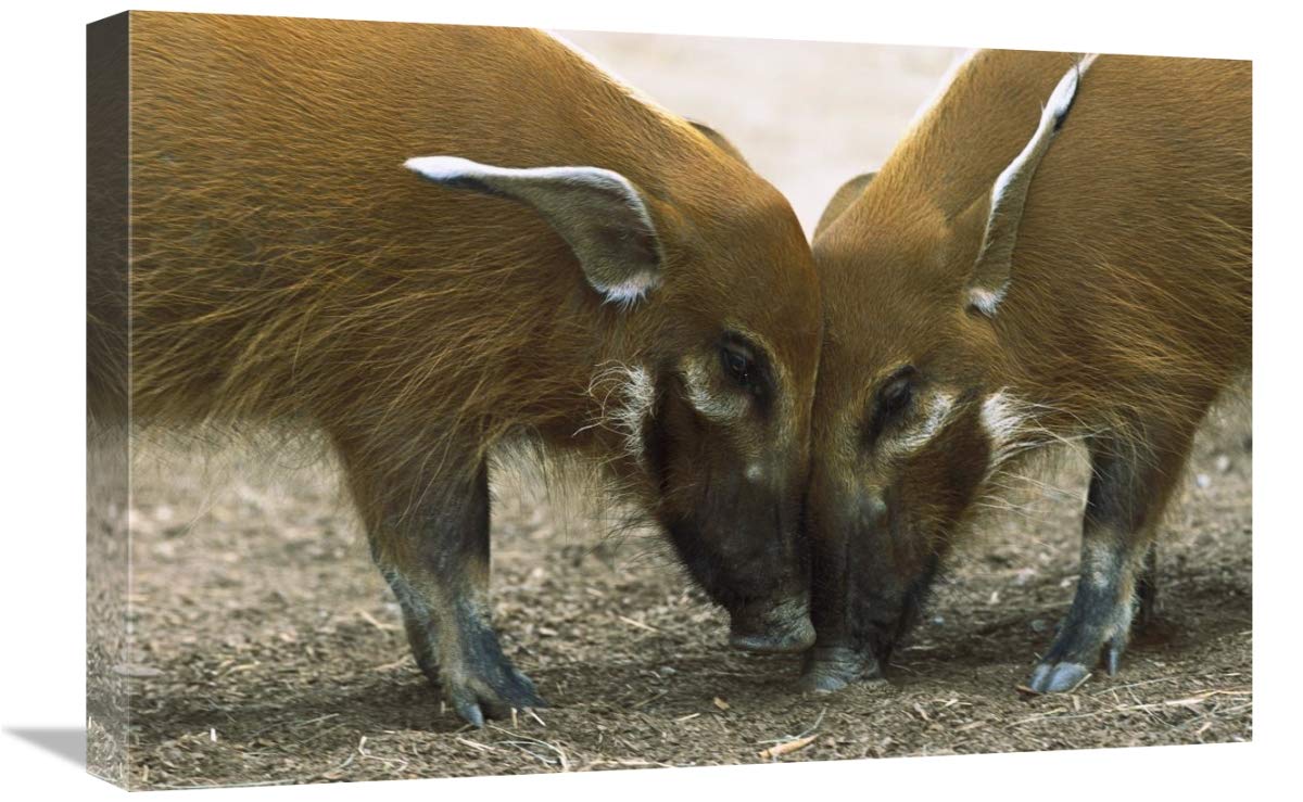 16 x 24 Inch Red River Hog Pair Standing Face to Face Art Print - African Bush Pig Wildlife Decor - San Diego Zoo Collection - Perfect for Living Room, Office & Safari-Themed Nursery Decor