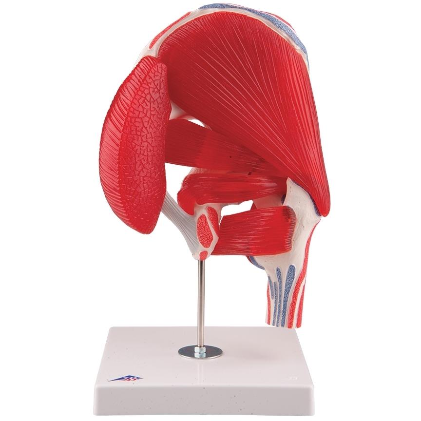 7-Part Hip Joint Model with Muscles - Anatomical Educational Tool for Medical Students, Doctors, and Physical Therapists - Perfect for Classroom, Lab, and Clinical Demonstrations