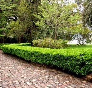 10 Live Winter Gem Boxwood Shrubs - Gallon Size Evergreen Hedge Plants for Landscaping by DAS Farms (No CA) | Perfect for Privacy Screens, Garden Borders & Foundation Planting