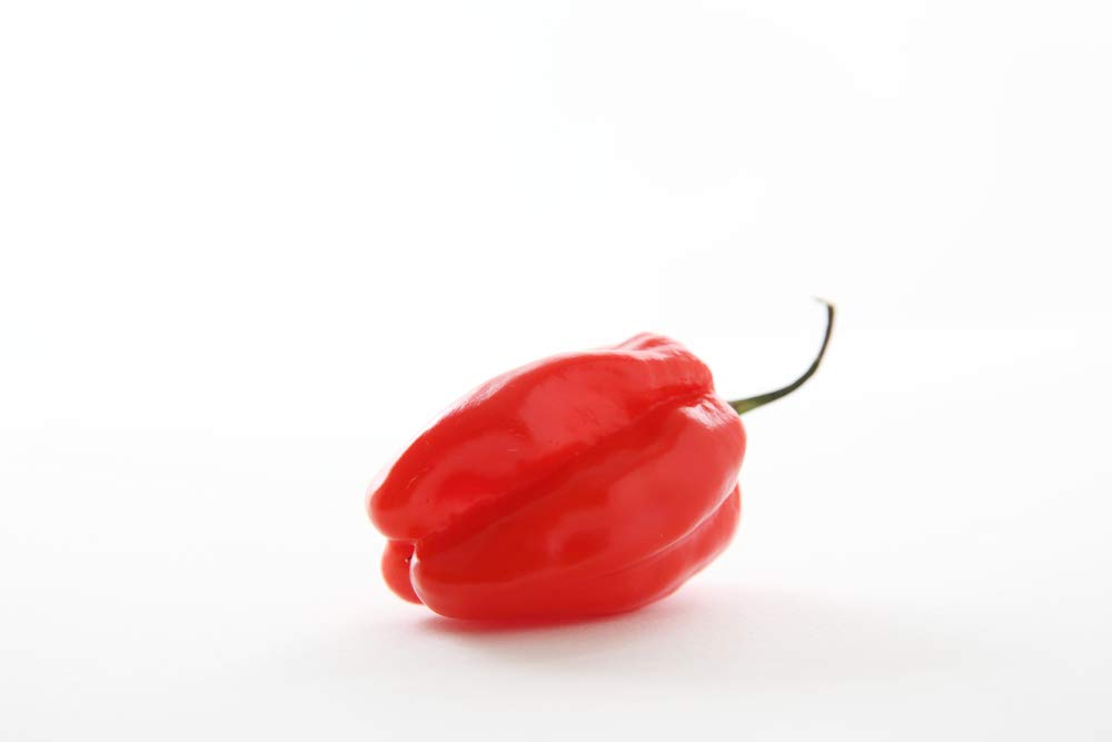 Premium Caribbean Red Habanero Hot Pepper Seeds - 25 Heirloom Non-GMO Seeds (Capsicum chinense) by Isla's Garden - Perfect for Spicy Cooking, Home Gardening & DIY Hot Sauce Making