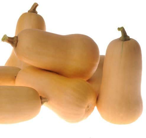 Waltham Butternut Winter Squash Seeds for Planting - 50+ Heirloom, Non-GMO, Organic Seeds (Cucurbita moschata) by Isla's Garden Seeds - Perfect for Home Gardening, Fall Harvest & Pumpkin Recipes