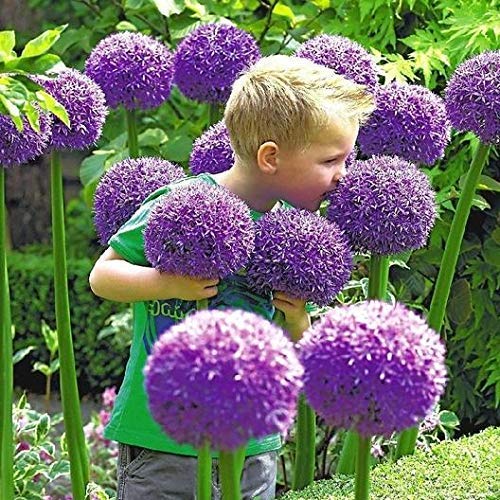 5 Allium Gladiator Bulbs - Ready to Plant - Purple Blooming Onion Flowers - Live Perennial Bulbs for Indoor & Outdoor Gardens - Perfect for Borders, Cut Flowers, and Pollinator Gardens