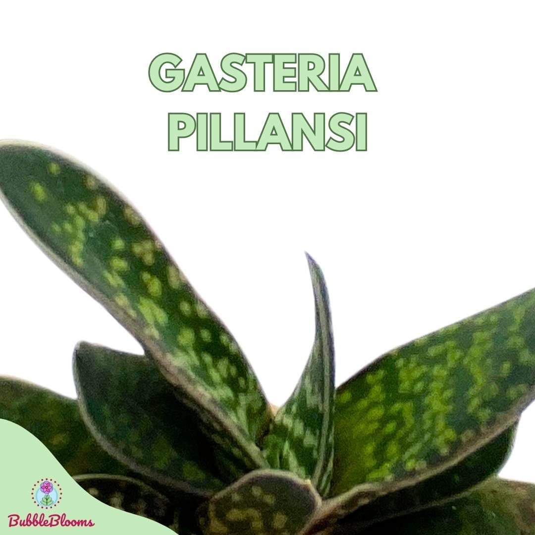 Gasteria Pillansii 'Green Dragon' Succulent Plant - 2 Inch Pot, Smooth Leaves, Low Maintenance Indoor Houseplant - Perfect for Home Decor, Office Desk, and Gift Ideas