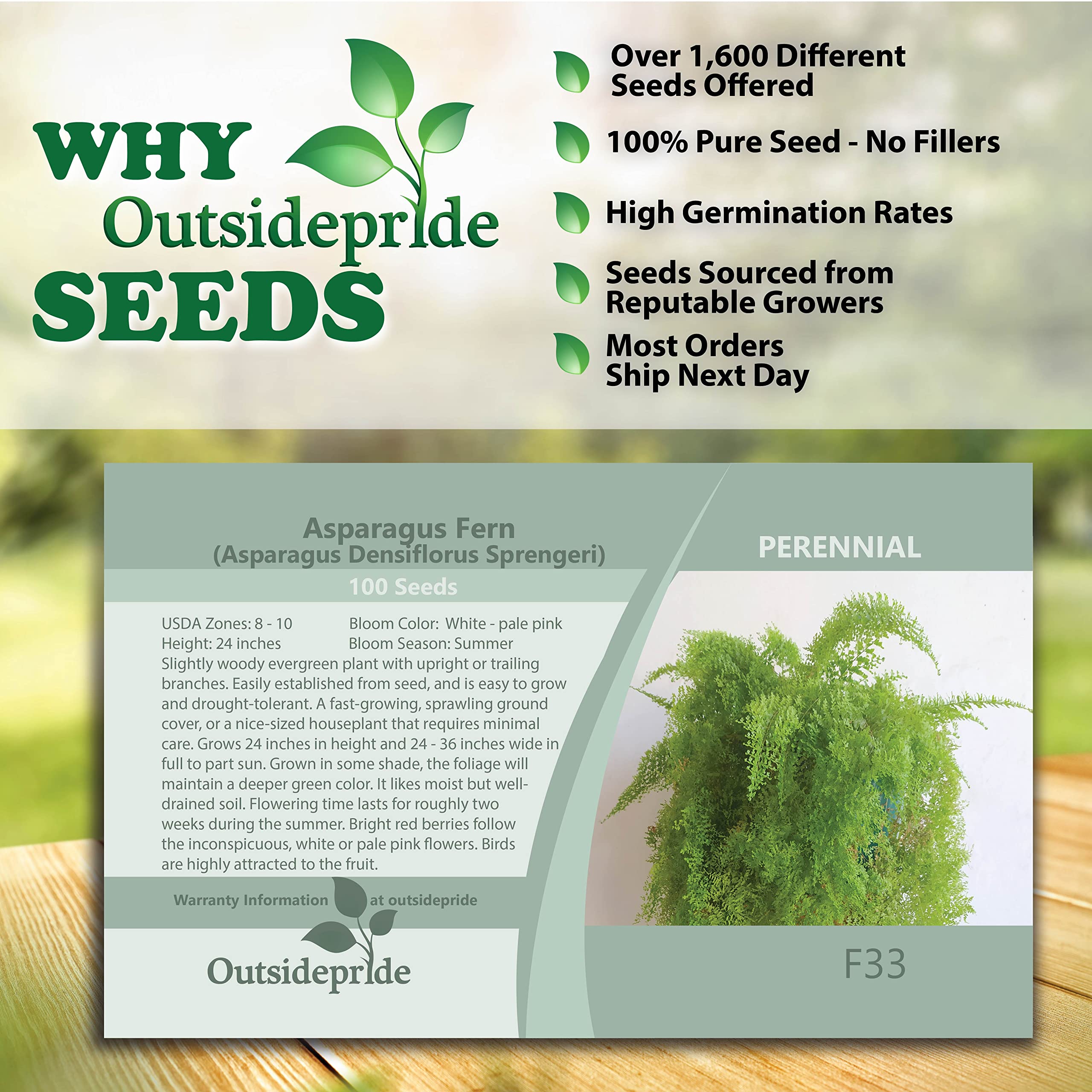Outsidepride Asparagus Fern Sprengeri Seeds - 100 Count for Container, Pot & Window Box Planting | Evergreen Foliage Houseplant | Perfect for Indoor Decor, Office Plants & Hanging Baskets