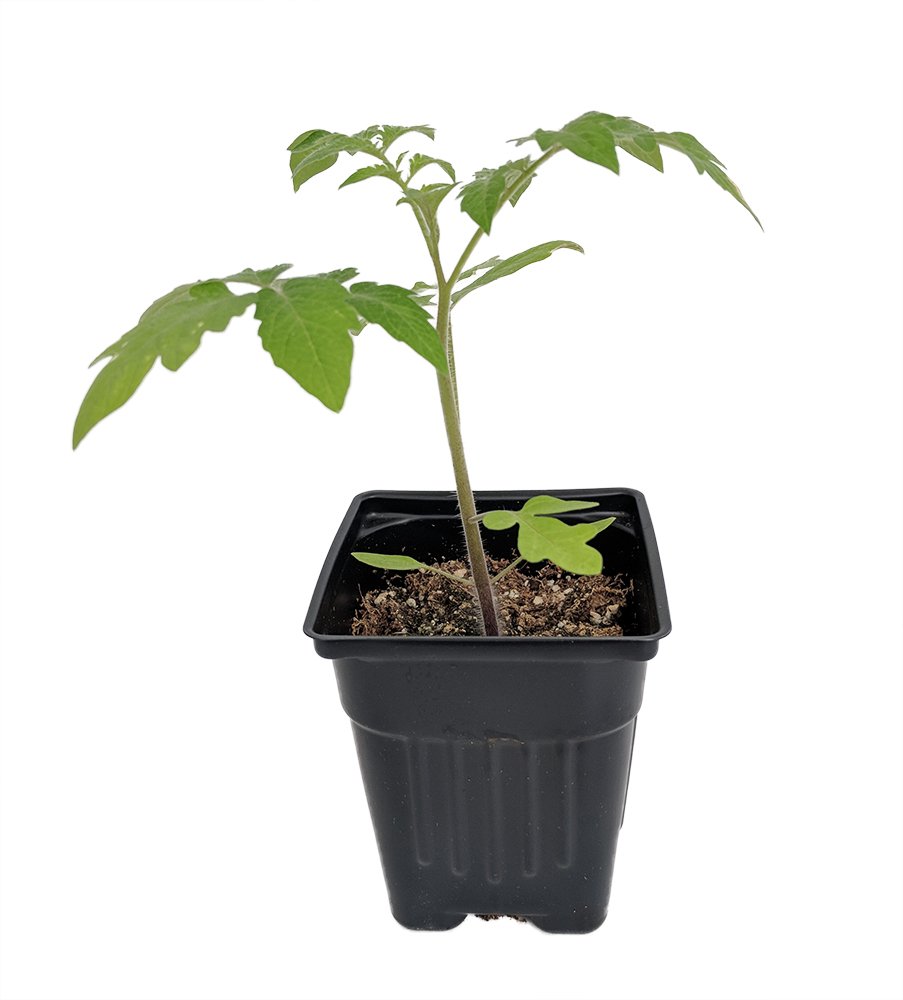 Snow White Cherry Tomato Plant - Super Sweet Heirloom Variety - 4
