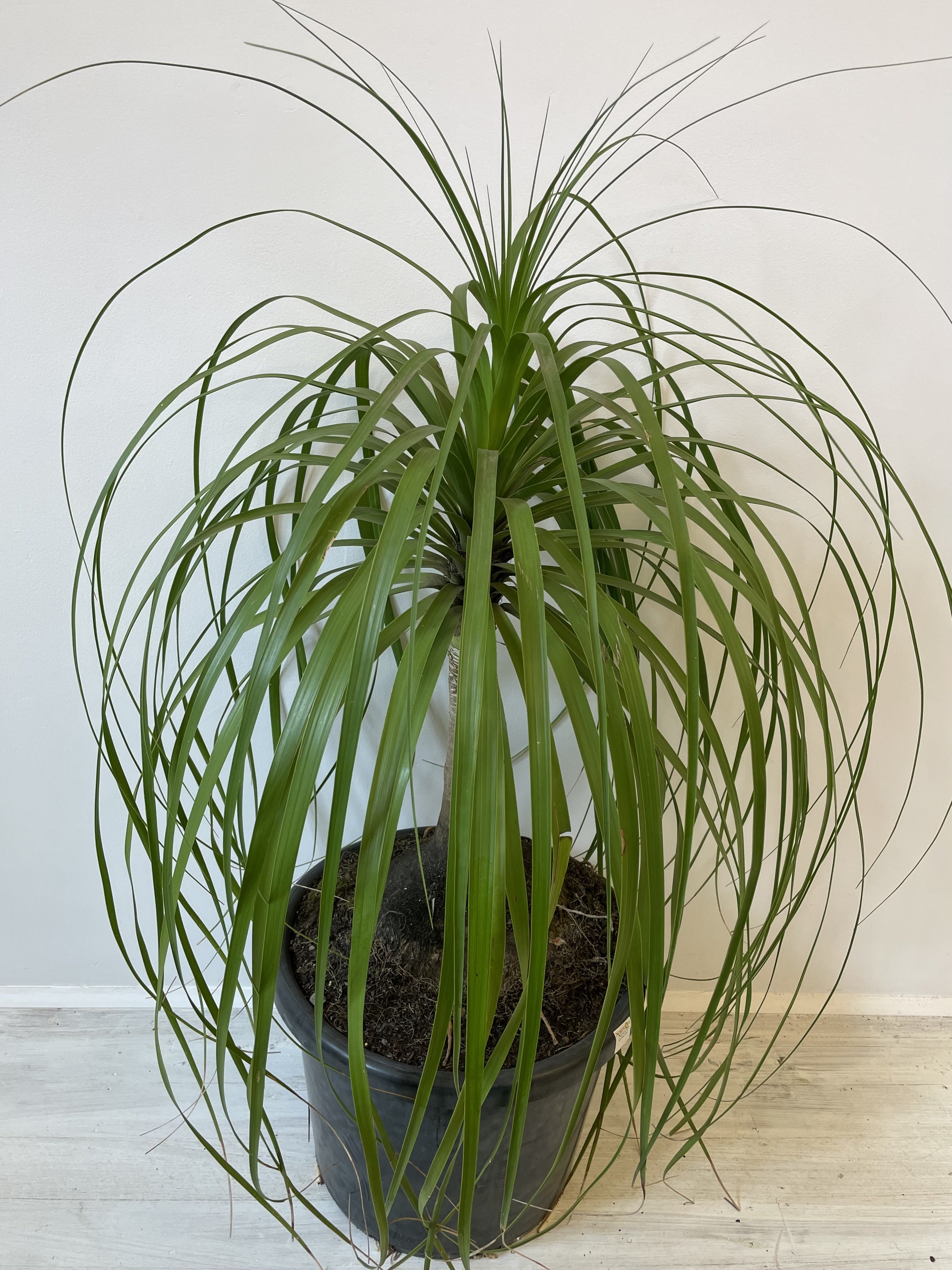 Ponytail Palm Plant (Beaucarnea Recurvata) - Easy Care Indoor Houseplant for Home, Office, and Decor