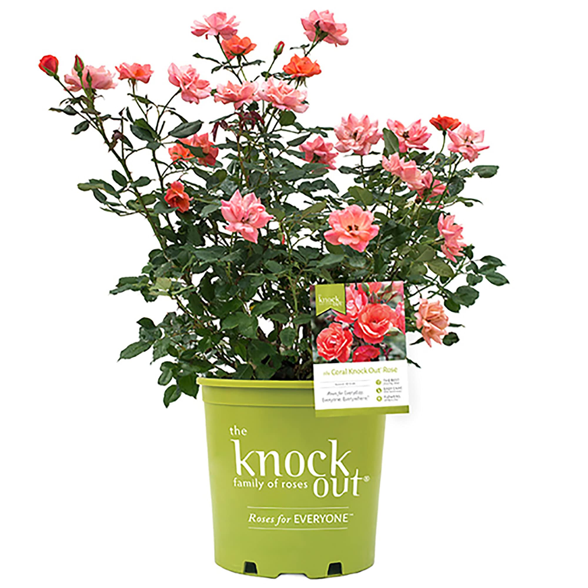 Knock Out Coral Rose Bush - 3 Gallon Size for Vibrant Garden Landscaping | Perfect for Borders, Hedges & Container Planting