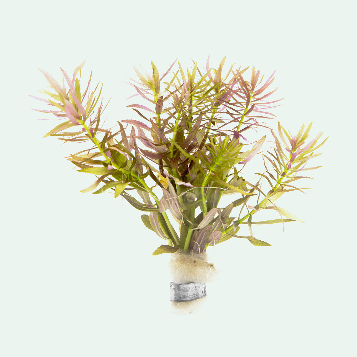 Limnophila Aromatica Aquatic Plant for Freshwater Aquariums - Perfect for Aquascaping, Fish Tanks & Aquatic Gardens