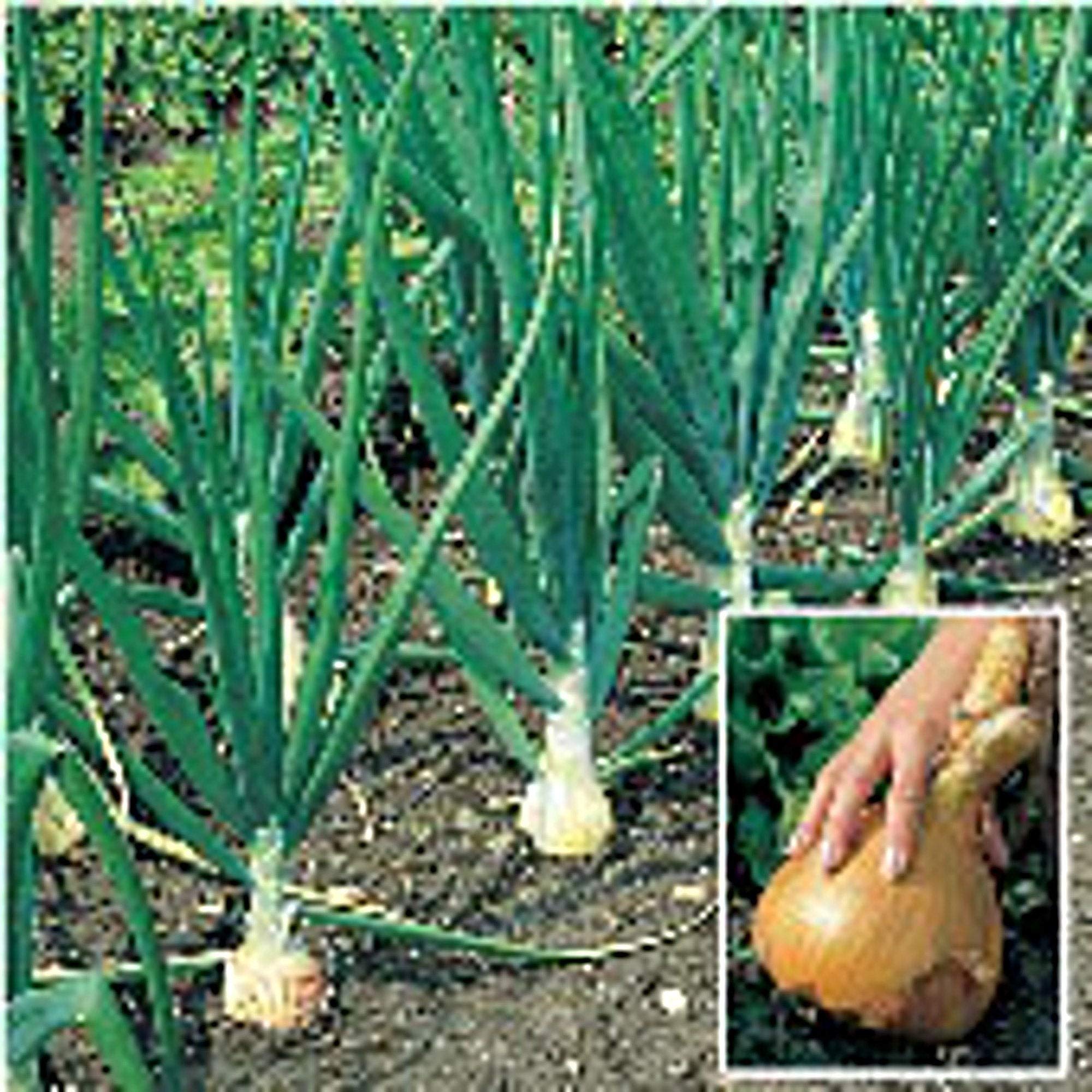Kelsae Sweet Giant Onion Seeds (Guinness World Record) - Grow Giant Vegetables for Home Garden, Cooking & Competitions