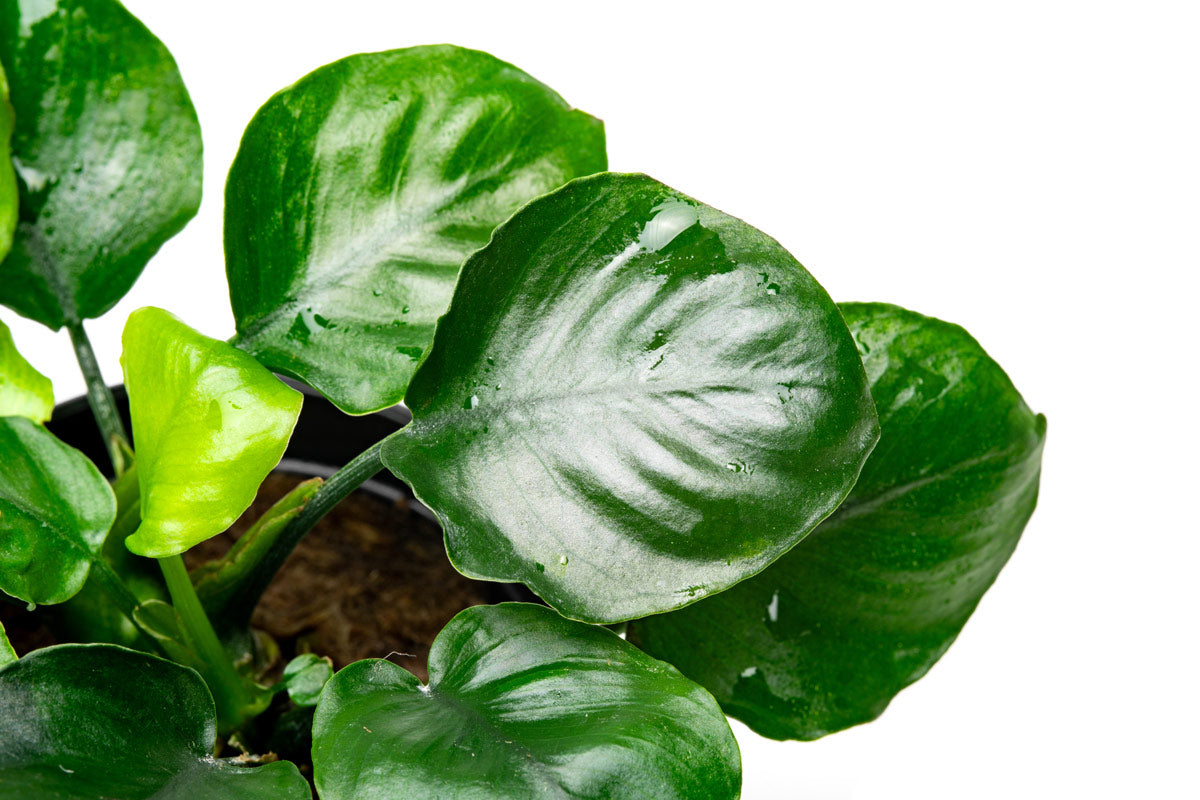Anubias Round Leaf Golden Coin - Live Aquarium Plant for Fish Tanks, Aquascaping & Low Light Aquariums - Perfect for Beginners & Shrimp Tanks