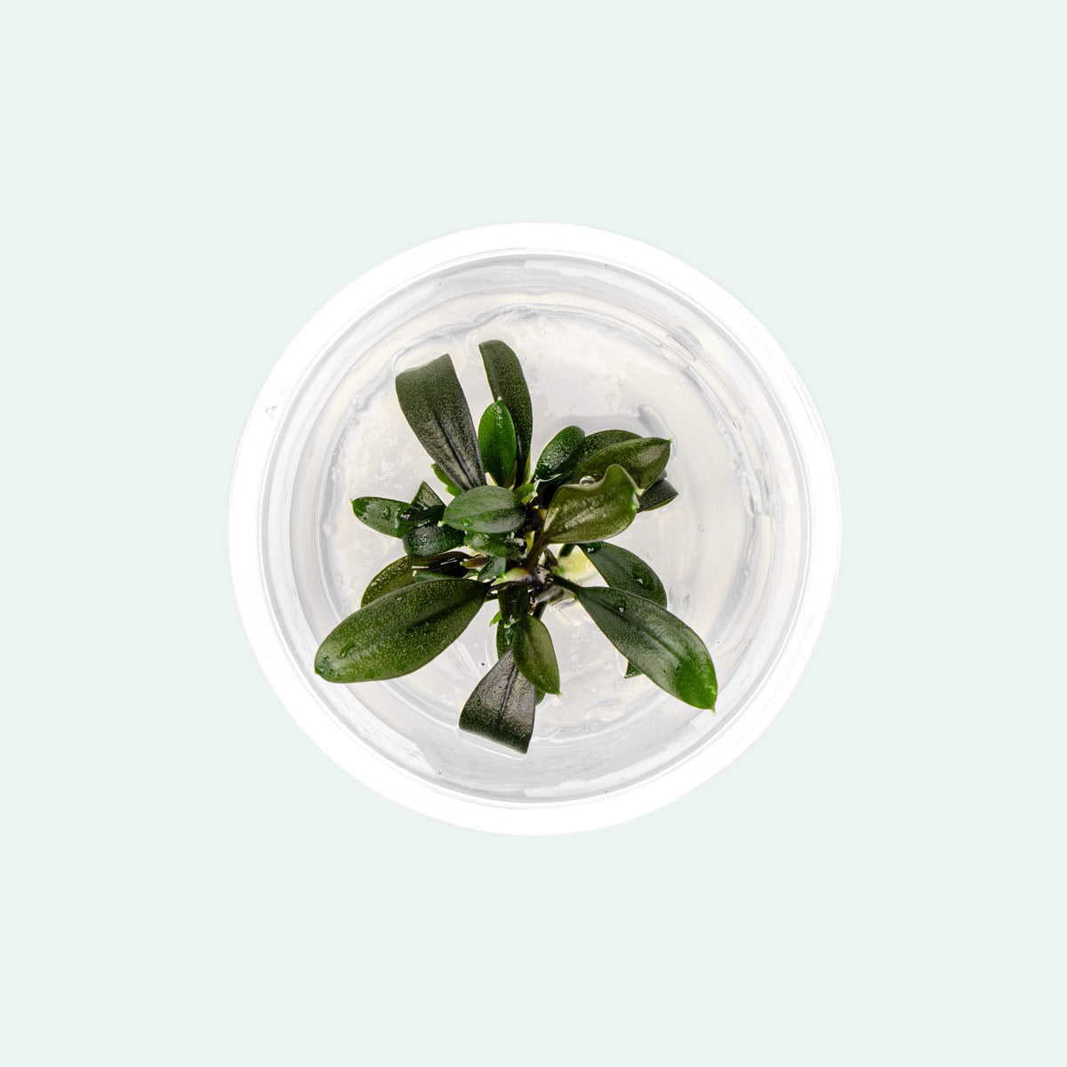 Bucephalandra Brownie Ghost Aquatic Plant for Aquarium - Rare Live Freshwater Plant for Fish Tank Decoration, Aquascaping, and Shrimp Habitat