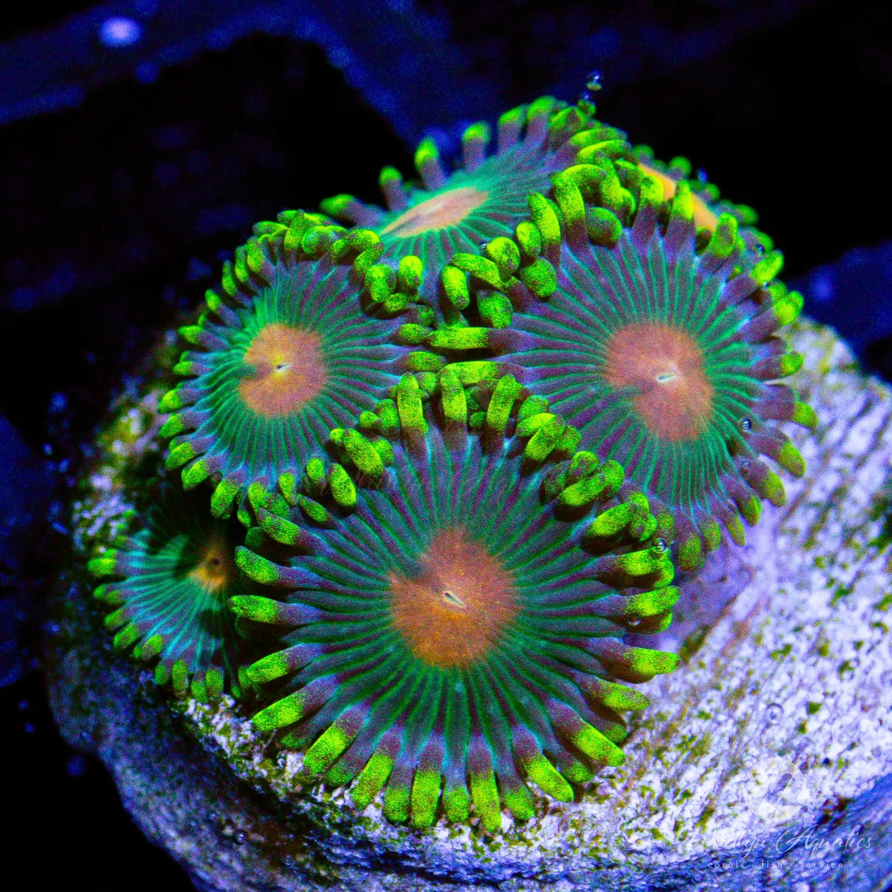 Green Bay Packers Zoanthid Coral - Aquacultured Saltwater Coral for Reef Tanks | Perfect for Marine Aquariums & Coral Frag Racks