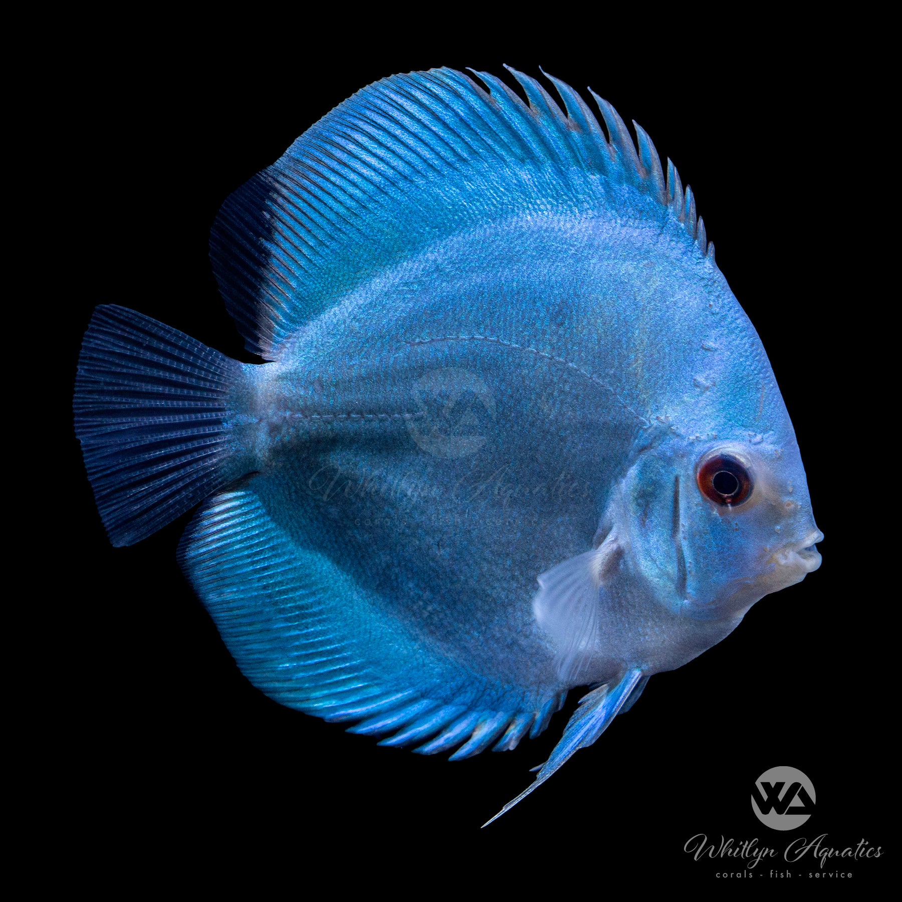 Premium Assorted Discus Fish (Symphysodon aequifasciatus) - Live Tropical Aquarium Fish for Freshwater Tanks, Aquascaping & Fish Keeping Enthusiasts
