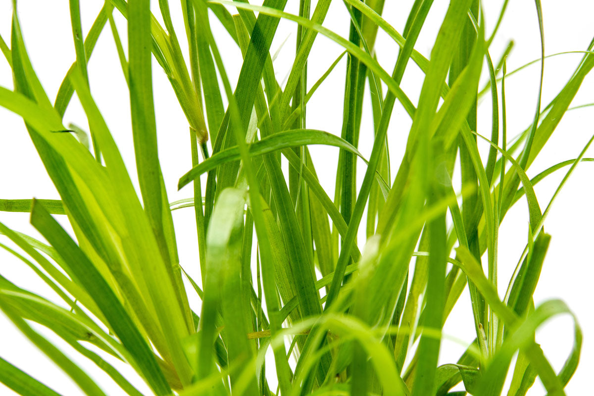 Juncus Repens Aquatic Plant for Freshwater Aquariums - Perfect for Aquascaping, Fish Tanks, and Water Gardens