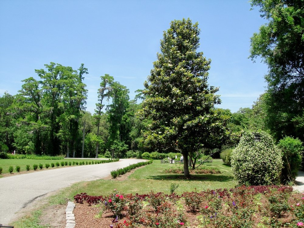 Southern Magnolia Tree Live Plant - Easy Care Outdoor Tree with Fragrant Blooming Flowers | Perfect for Home Garden, Patio Decor & Landscape Design