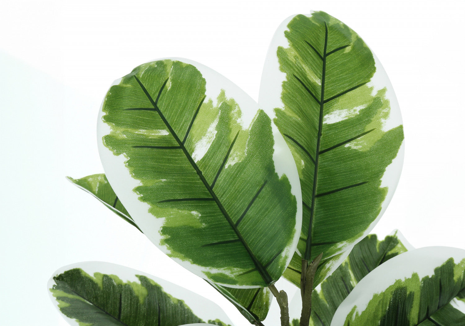 27 Inch Ficus Elastica Rubber Plant in 5 Inch Black Pot - Indoor Houseplant for Home, Office, and Living Room Decor