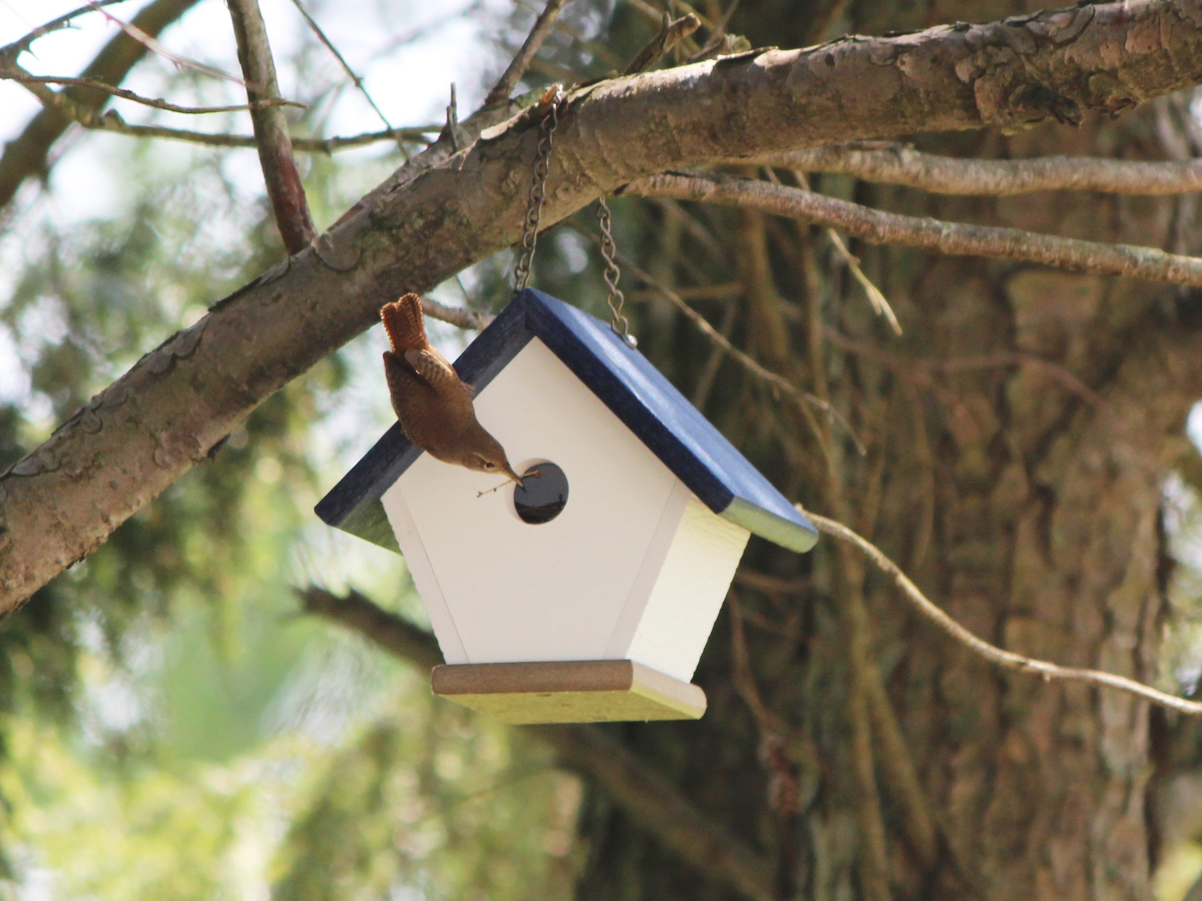 HomePro Garden Hanging Wren House - Durable Navy Blue Poly Lumber Bird House for Outdoor Use | Attracts Wrens & Small Birds | Perfect for Backyards, Gardens & Patios