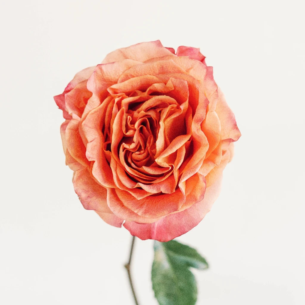 Premium Apricot Blend Garden Roses - Fresh Cut Flowers for Weddings, Bouquets, and Home Decor