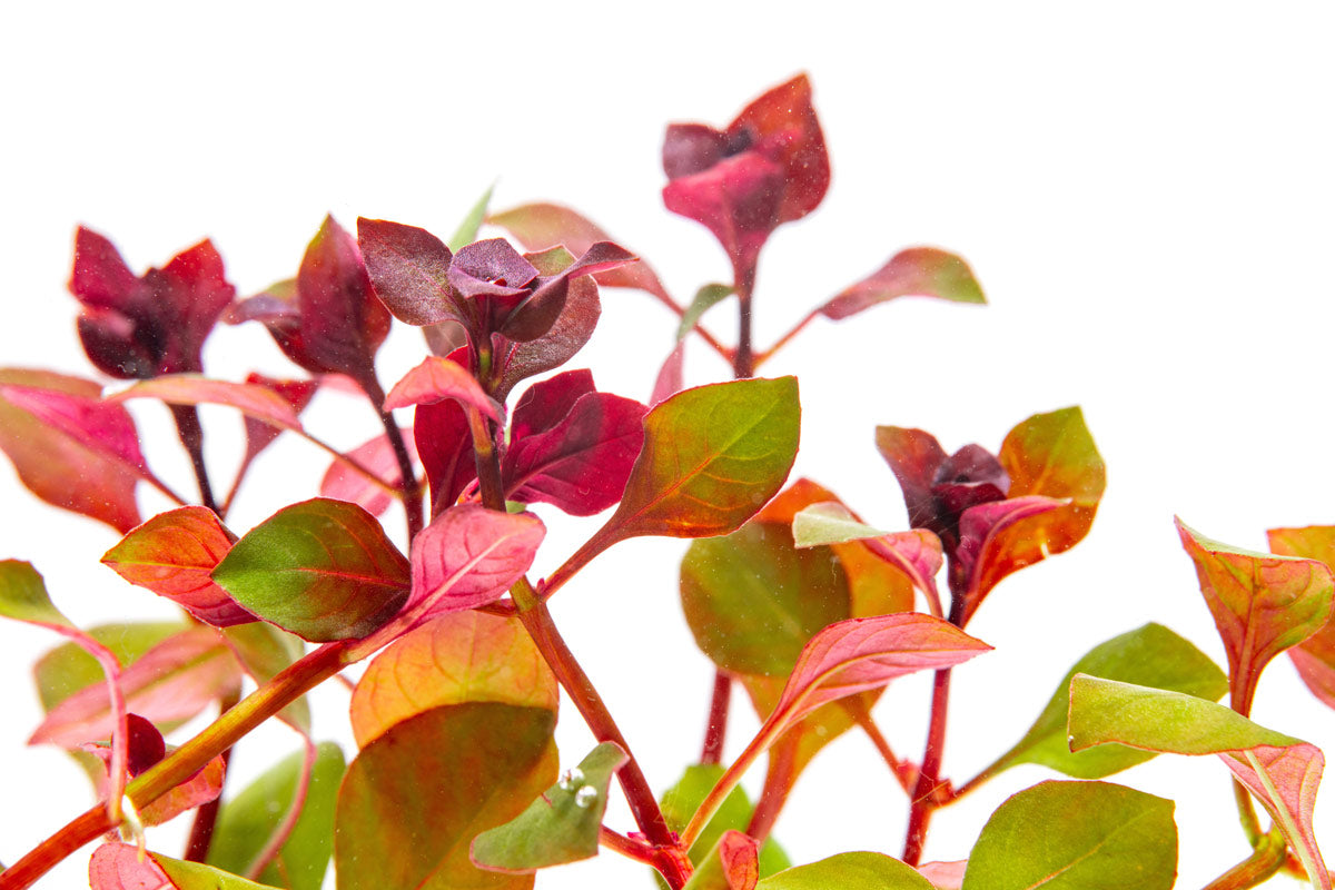 Ludwigia Super Red Aquatic Plant - Bright Red Stem Plant for Freshwater Aquariums | Perfect for Aquascaping, Fish Tanks & Planted Aquariums