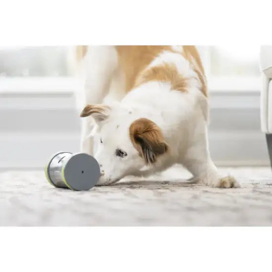 PetSafe Kibble Chase Electronic Dog Toy - Interactive Treat Dispenser for Small & Large Dogs - Fun Indoor & Outdoor Play for Active Pets